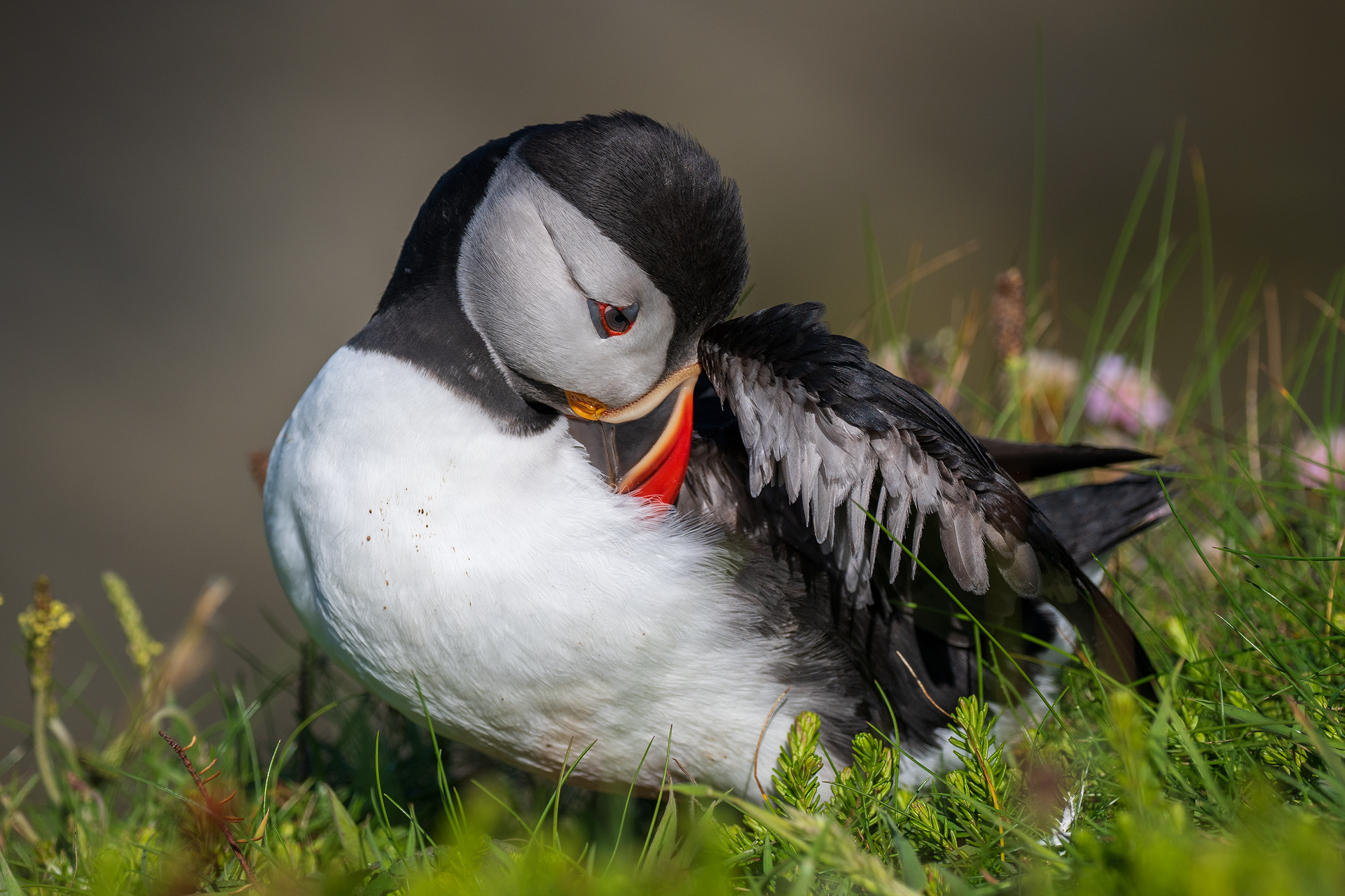 Papageitaucher beim Putzen, Westray, Orkney