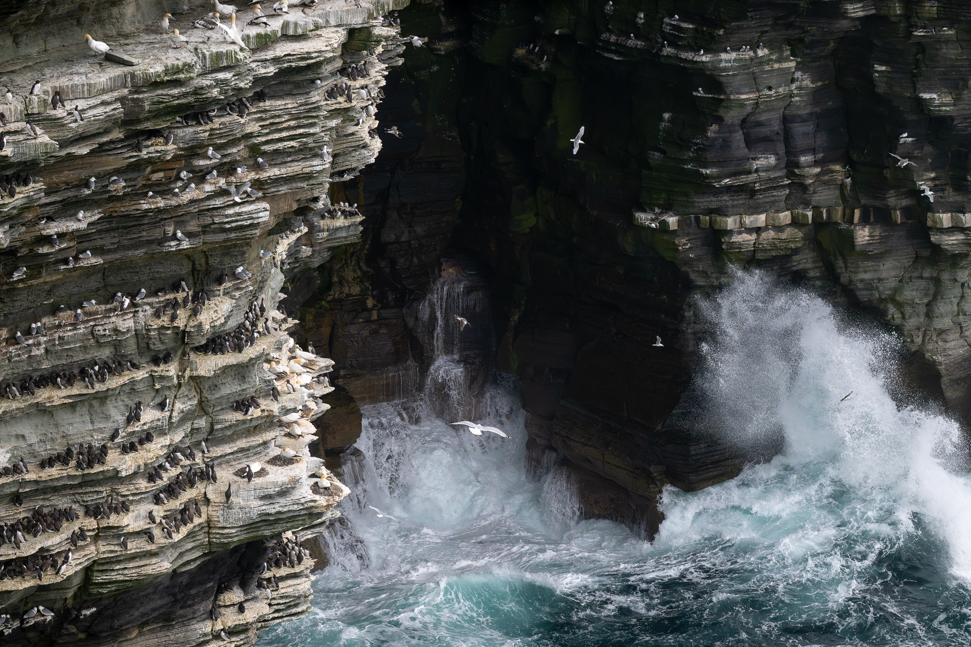 schroffe Klippen von Noup Head, Westray, Orkney Fotoreise