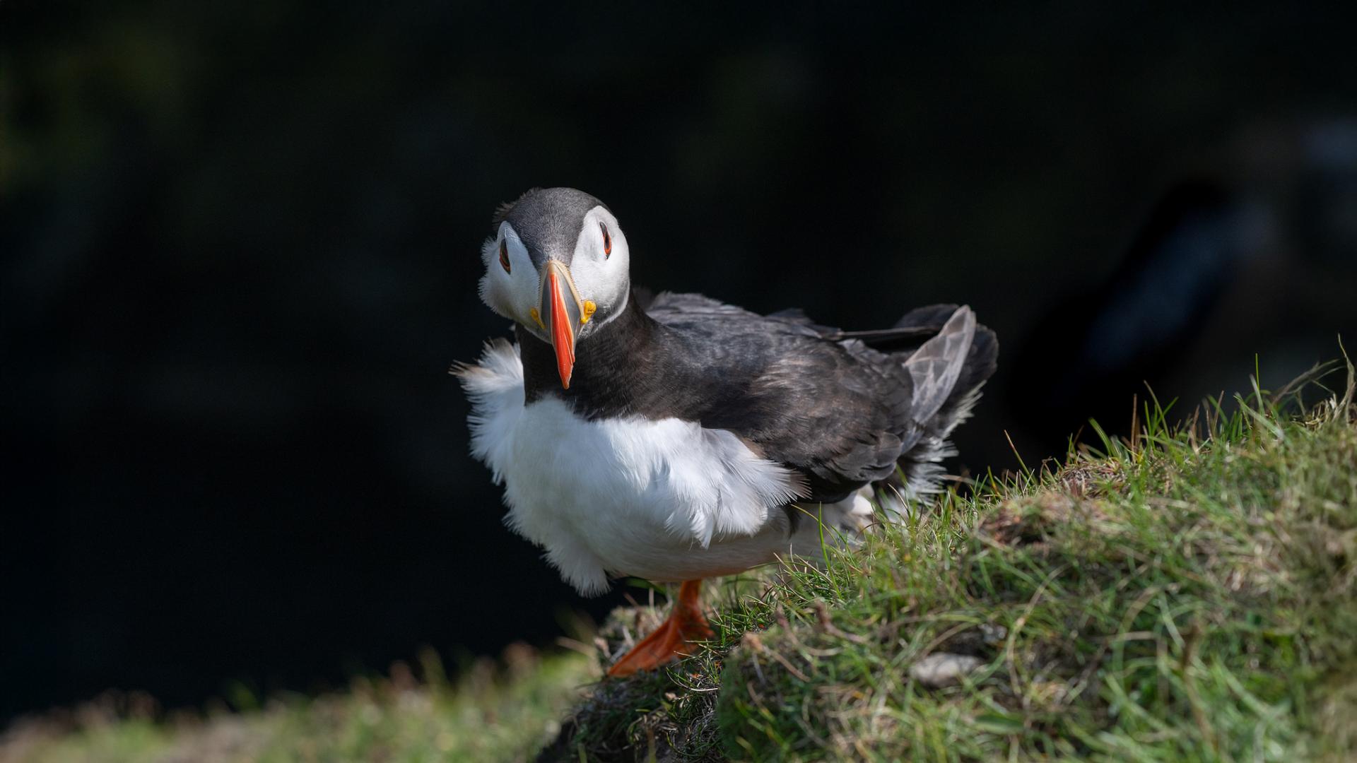 Puffin im Wind bei Sumburgh Head