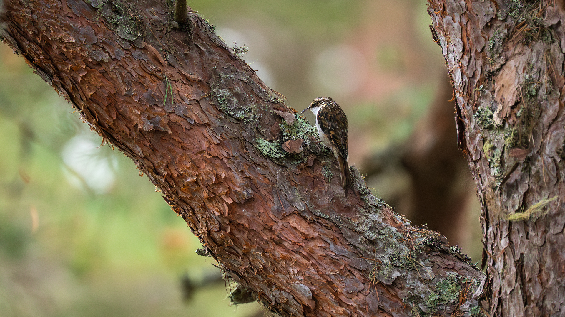 Baumläufer in den Cairngorms
