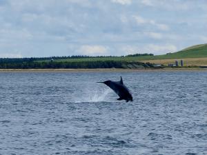 Delfin bei Chanonry Point