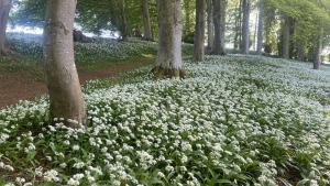 Bärlauch im Bemersyde Garten, Mai