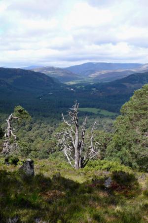 Ballochbuie Forest, Deeside