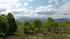 Lochnagar hinter Birken