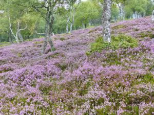 Heideblüte Deeside