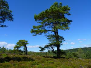 Scots Pine