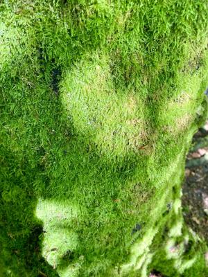 Moos im Glenshee Tal