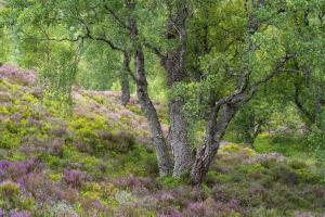 Es blüht im Unterholz