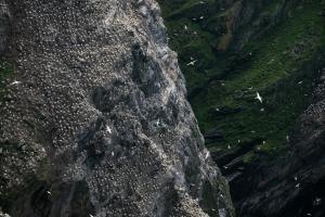 Klippen von Hermaness