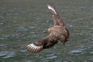 Schmarotzerraubmöve