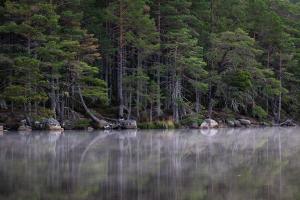 nebelige Seeufer Spiegelung