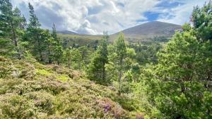 Rothiemurchus Forest