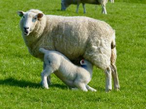 In Wales gibt es viele Schafe!