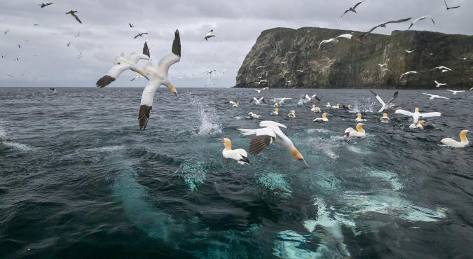 Basstölpel beim Fischen