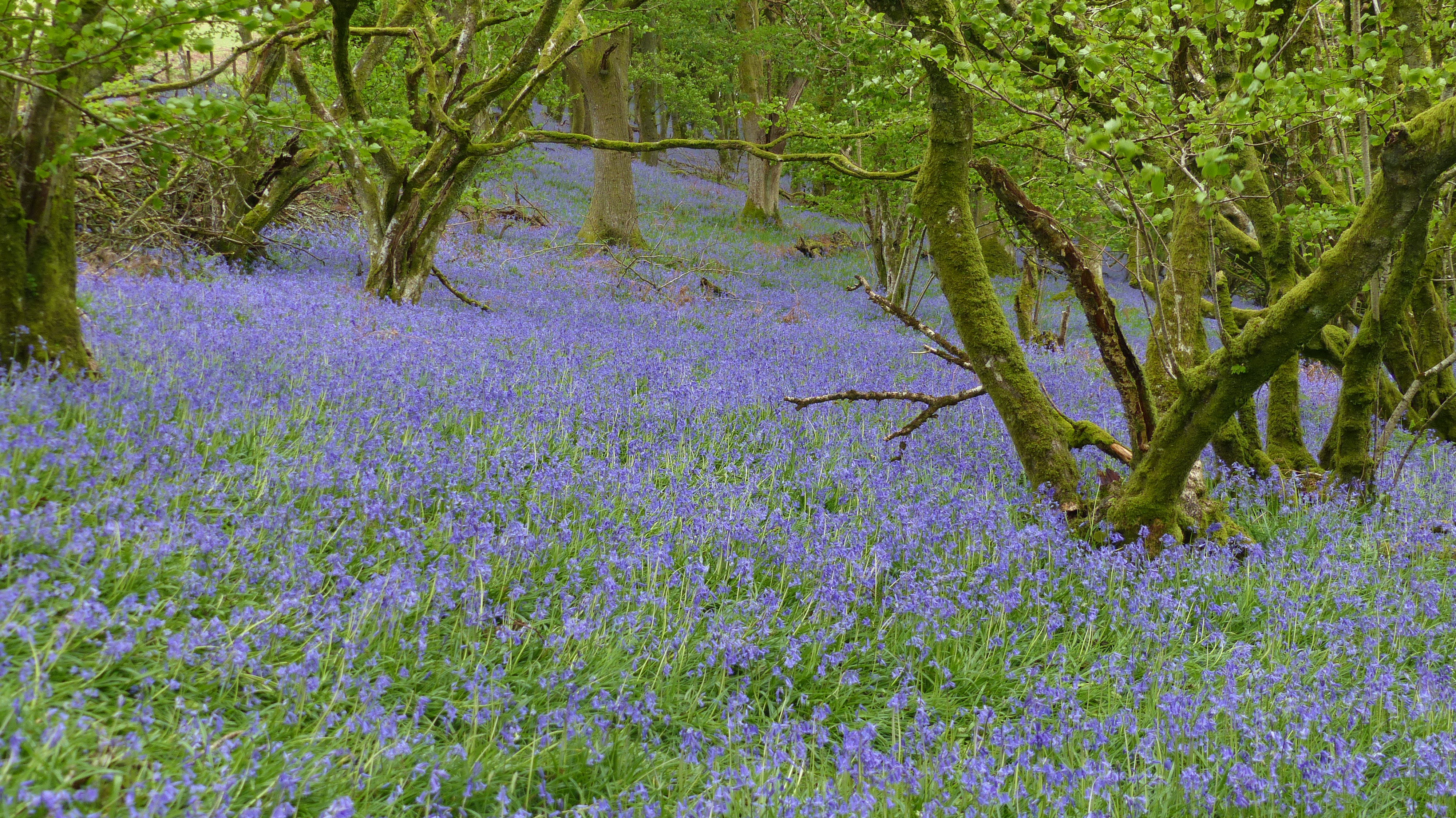 Bluebell Woods, Happy Valley
